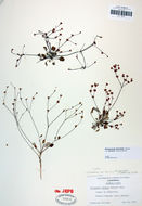 Image of Tiburon buckwheat