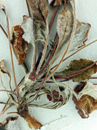 Image of Tiburon buckwheat