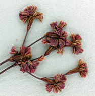 Image of Tiburon buckwheat