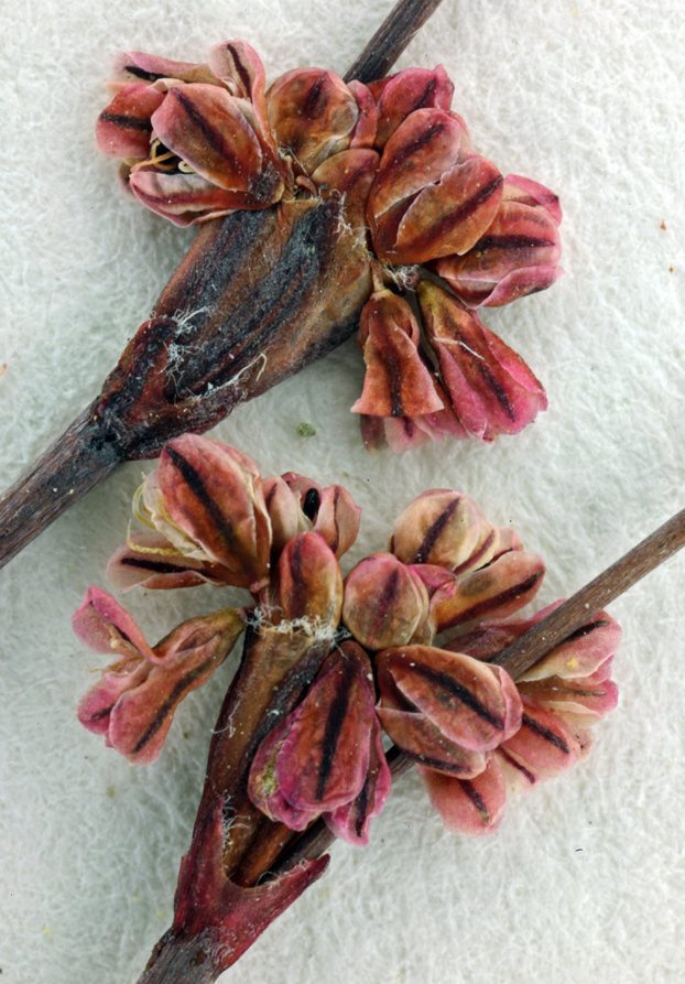 Image of Tiburon buckwheat