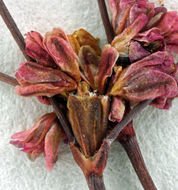 Image of Tiburon buckwheat