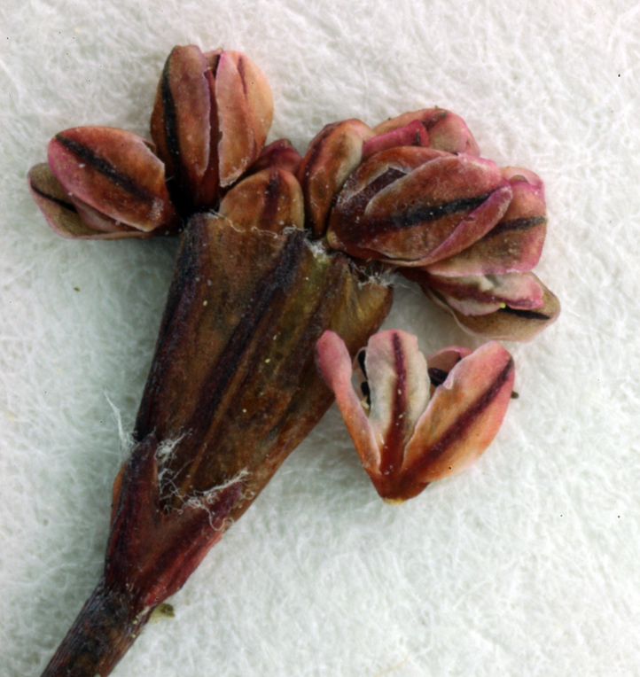 Image of Tiburon buckwheat