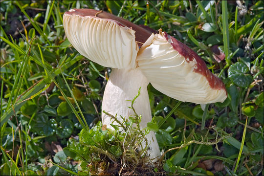 Russula nana Killerm. 1939 resmi