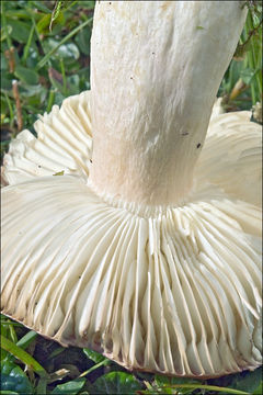 Image of Russula nana Killerm. 1939