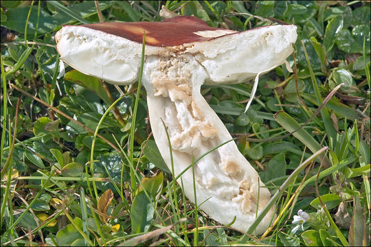 Image of Russula nana Killerm. 1939