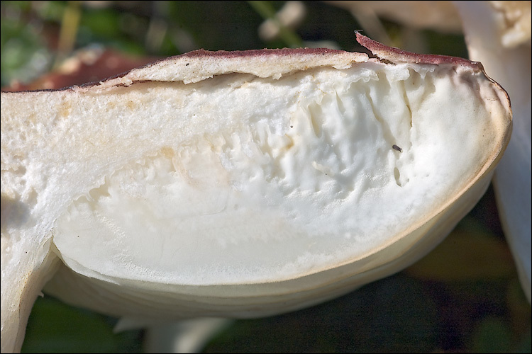 Image of Russula nana Killerm. 1939