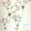 Image of spotted buckwheat