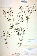 Image of spotted buckwheat