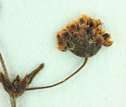 Image of spotted buckwheat