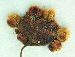 Image of spotted buckwheat