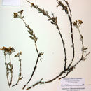 Image of slender buckwheat
