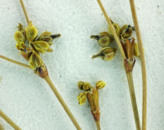 Image of Western Mojave buckwheat