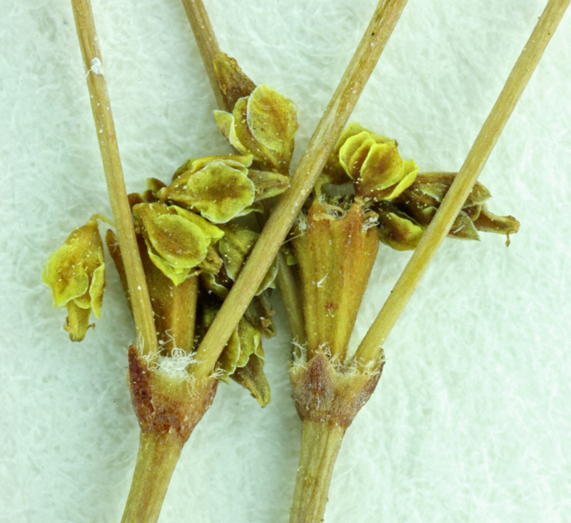 Image of Western Mojave buckwheat