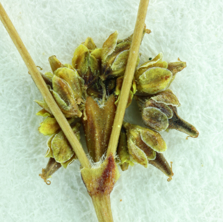 Image of Western Mojave buckwheat