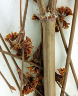 Image of pineland buckwheat