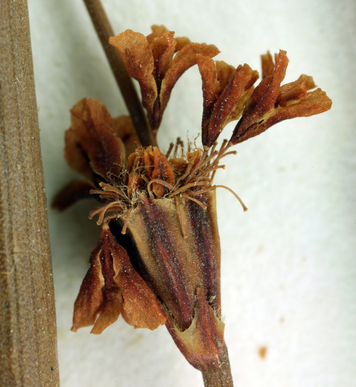 Image of pineland buckwheat