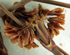 Image of pineland buckwheat