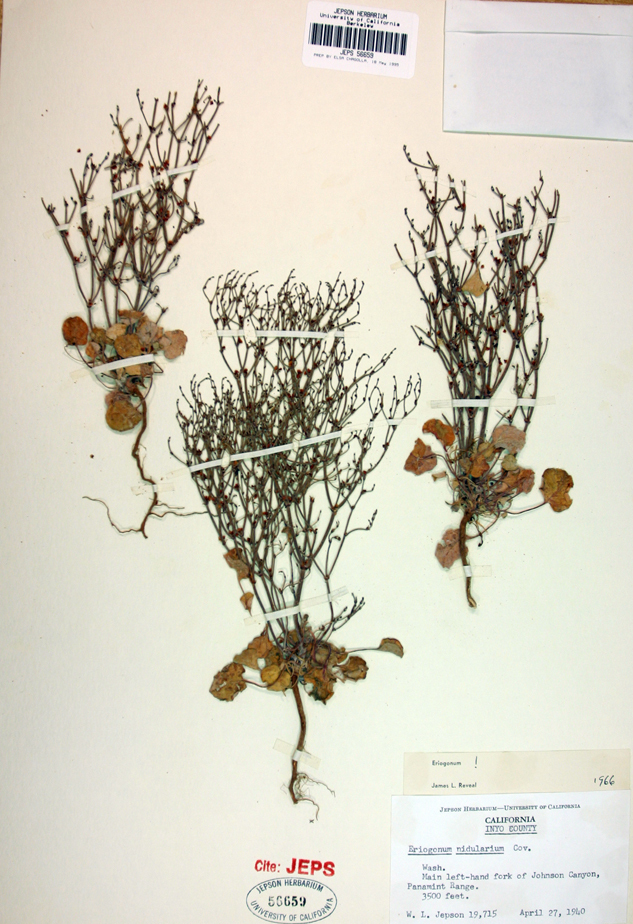 Imagem de Eriogonum nidularium Coville