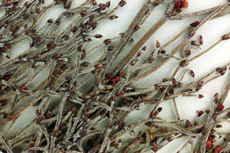 Image of birdnest buckwheat