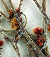 Image of birdnest buckwheat