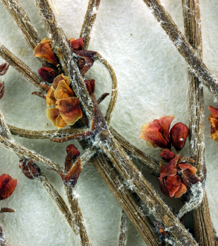 Image of birdnest buckwheat