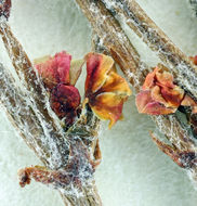 Image of birdnest buckwheat