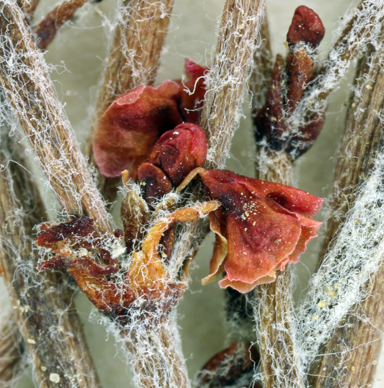 Image of birdnest buckwheat