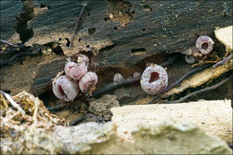 Image of Ascocoryne cylichnium (Tul.) Korf 1971