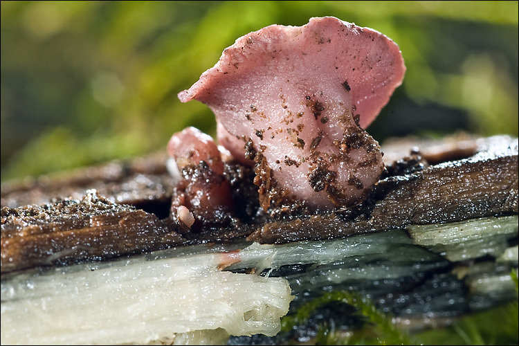 Image of Ascocoryne cylichnium (Tul.) Korf 1971