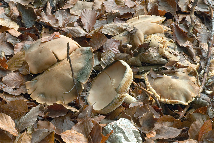 Image of <i>Melanoleuca subbrevipes</i>