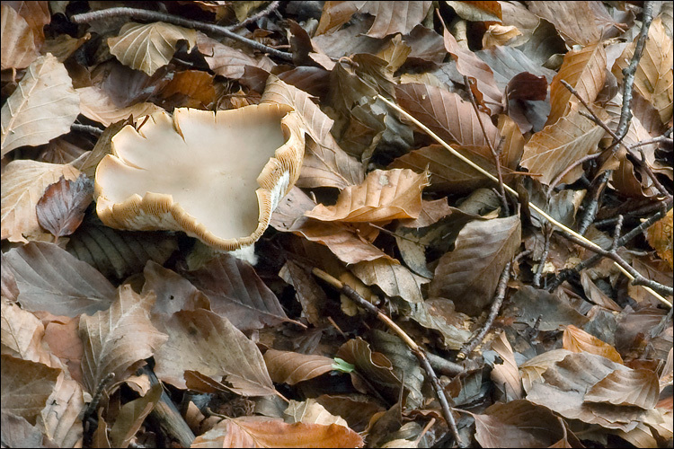 Image of <i>Melanoleuca subbrevipes</i>