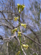 Sivun Caulanthus heterophyllus (Nutt.) Payson kuva