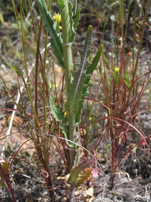 Sivun Caulanthus heterophyllus (Nutt.) Payson kuva