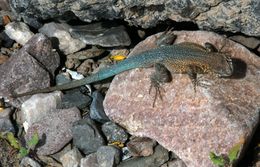 Image de Uta stansburiana stansburiana Baird & Girard 1852