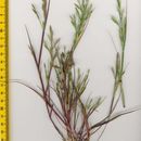 Cutandia maritima (L.) Barbey的圖片