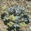 Image of granite buckwheat