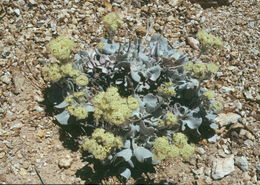 Image of granite buckwheat