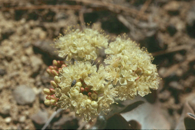 Image of granite buckwheat