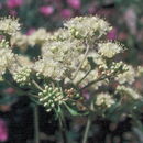 Imagem de Eriogonum spathulatum A. Gray