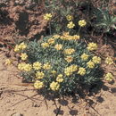 Eriogonum thymoides Benth. resmi