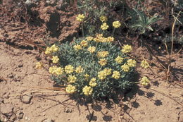 Eriogonum thymoides Benth. resmi