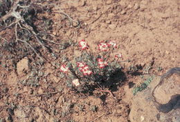 Eriogonum thymoides Benth. resmi