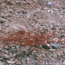 Imagem de Eriogonum brachypodum Torr. & Gray