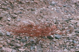 Imagem de Eriogonum brachypodum Torr. & Gray