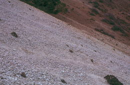 Image of granite buckwheat