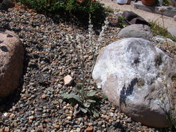 Image of redroot buckwheat