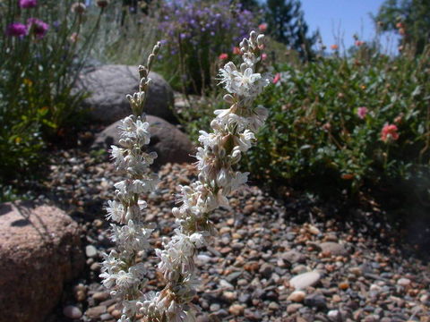 Image of redroot buckwheat