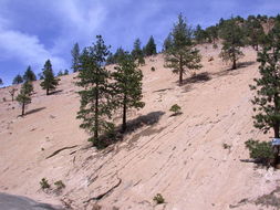 Image of granite buckwheat