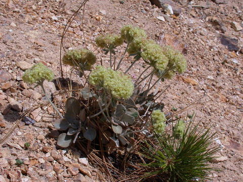 Image of granite buckwheat