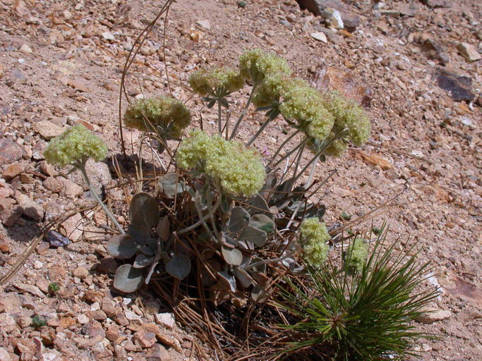 Image of granite buckwheat